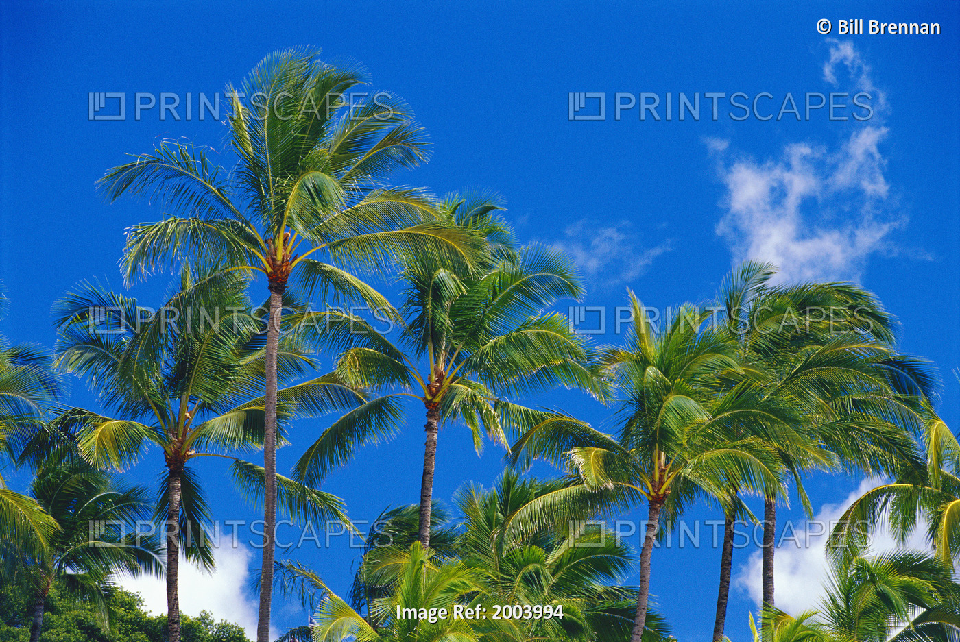Hawaii, Oahu, Many Tops Of Tall Palm Trees Against Blue Sky With Wispy Clouds, ...