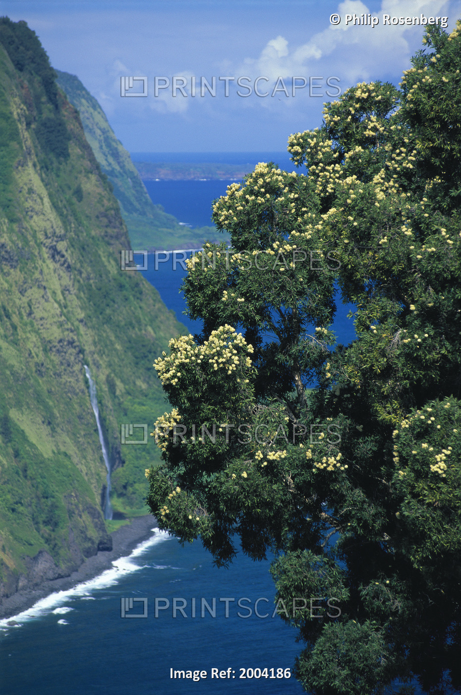 Hawaii, Big Island, Hamakua Coast From Waipio Valley Overlook, Flowering Paper ...