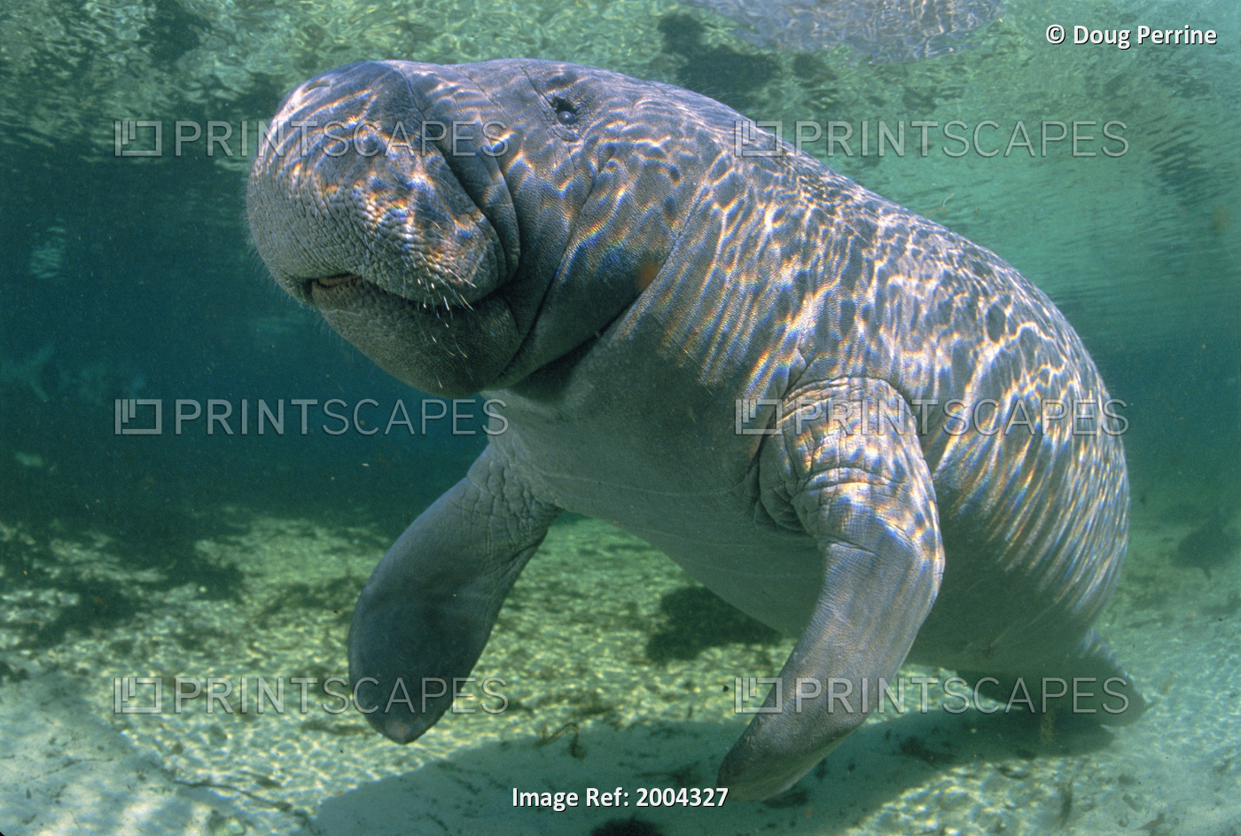 Florida, Crystal River, Manatee Close-Up Side Angle Near Surface (Trichechus ...