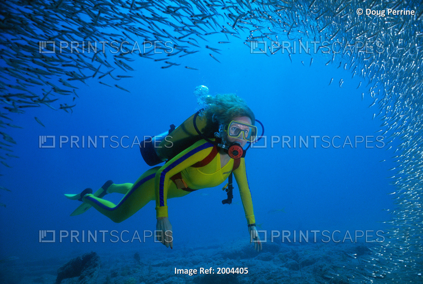 Florida, Full Length View Woman Diver Underwater With School Of Small Silver ...