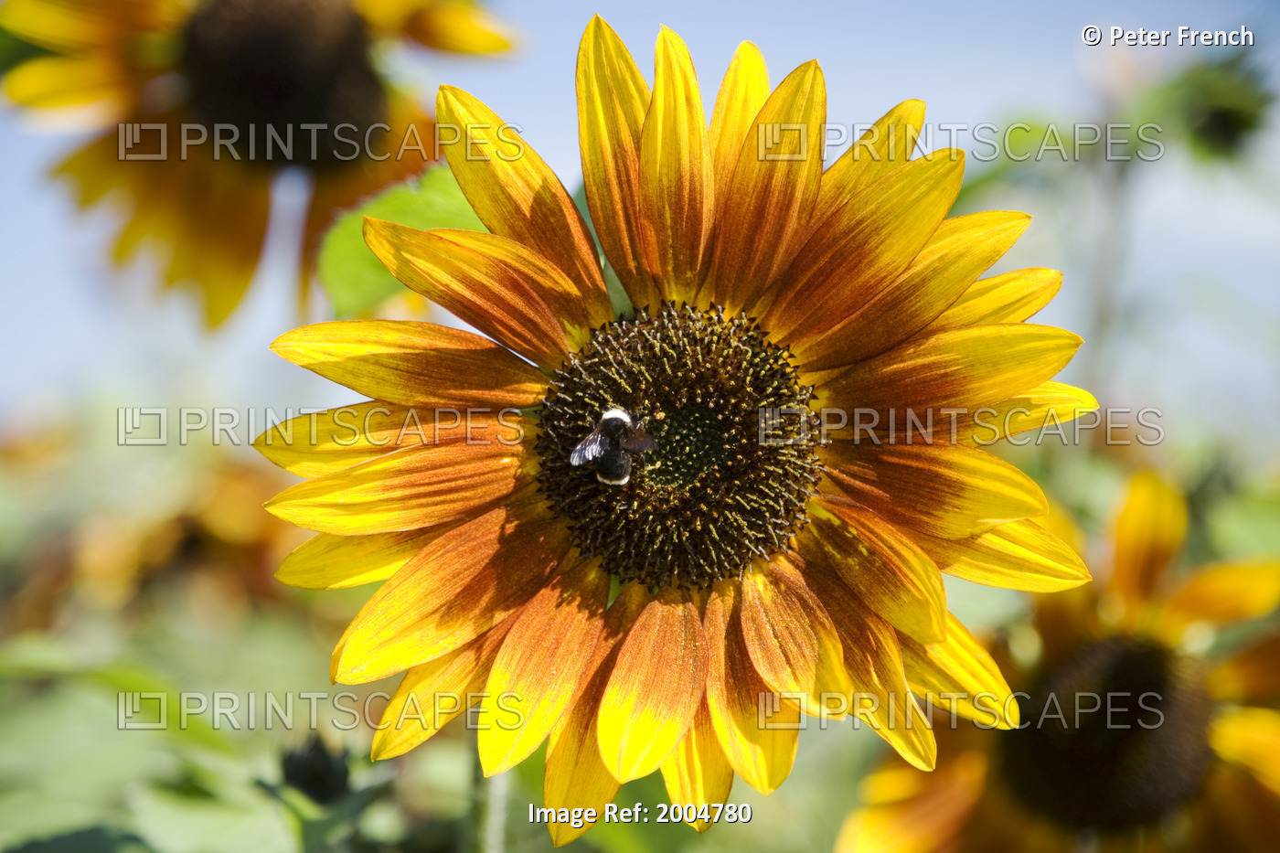 Oregon, Portland, Sauvie Island, Sunflower Hybrid And Bee.