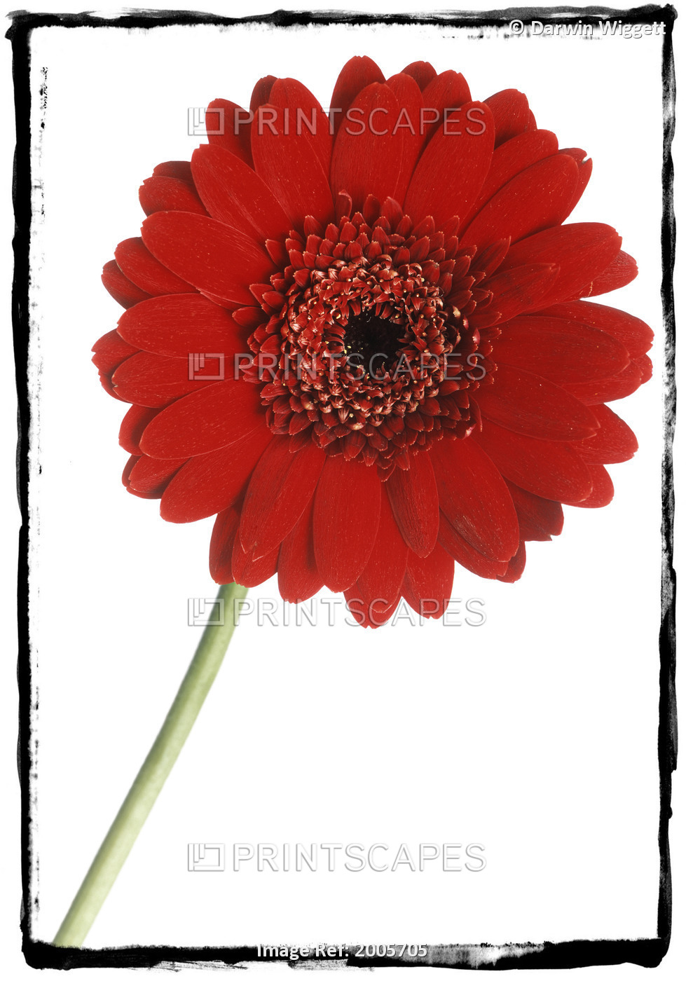 Fv5221, Natural Moments Photography; Red Gerber Daisy On White Background