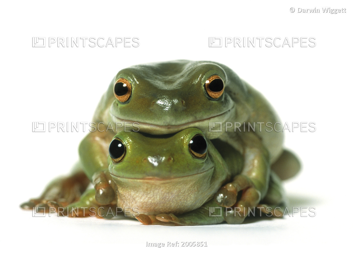 Fl6515, Natural Moments Photography; One Frog On Top Of Another, White ...