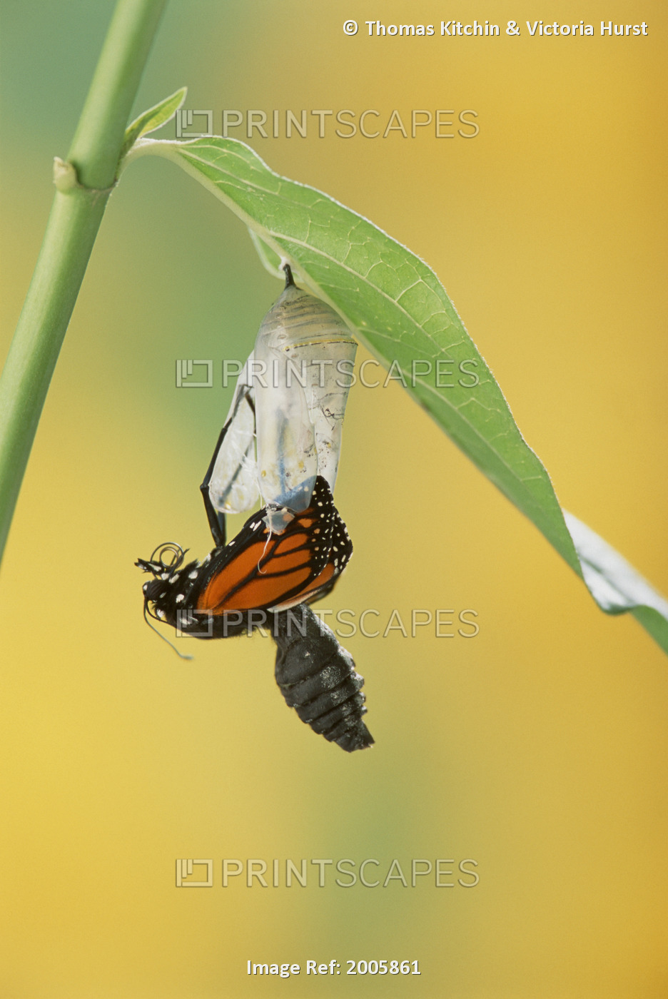 Fl6502, Kitchin/Hurst; Series, Monarch Butterfly Emerging From Chrysalis On ...