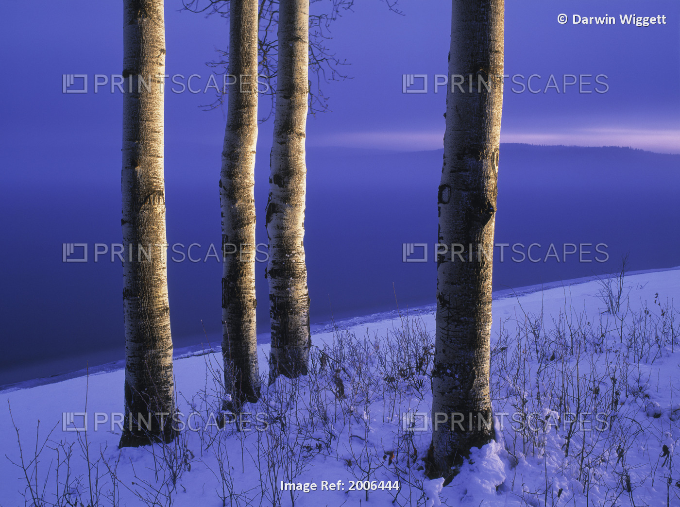 Natural Moments Photography; Aspen Trees And Winter Lake Shoreline, Francois ...