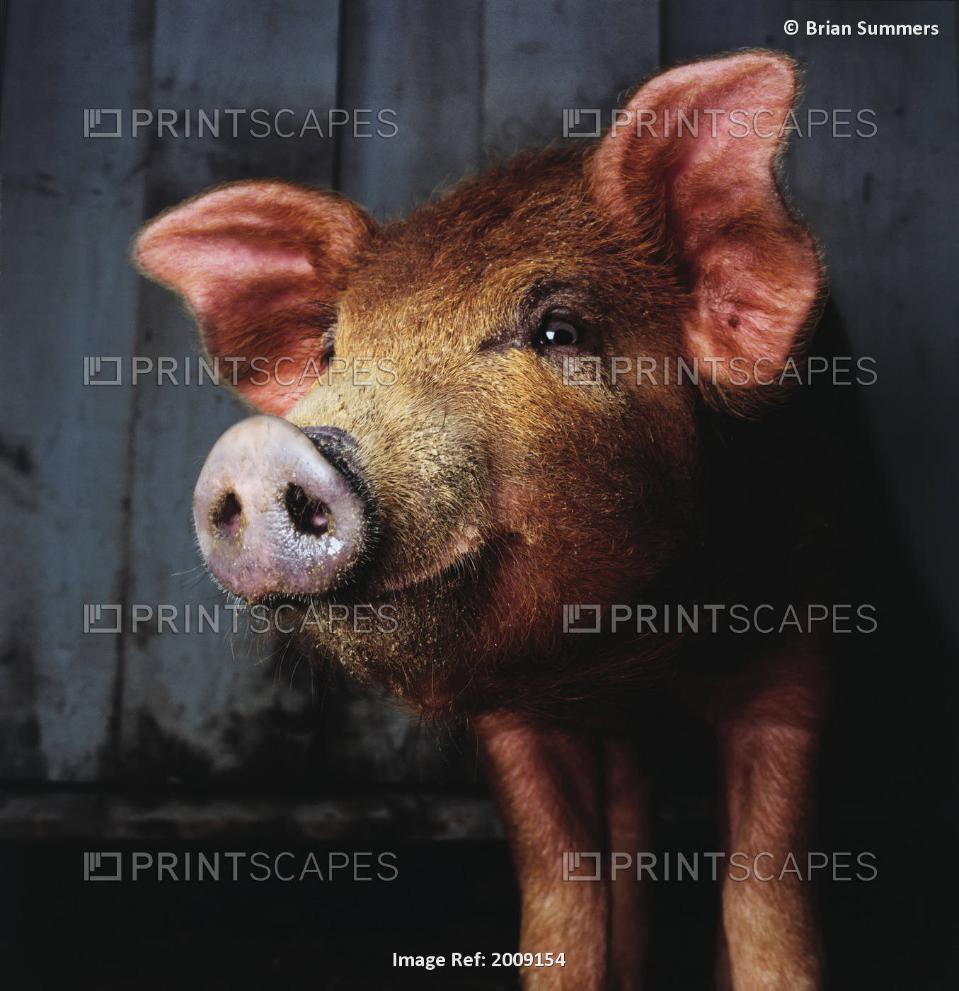 Fl6495, Brian Summers; Smiling Pig