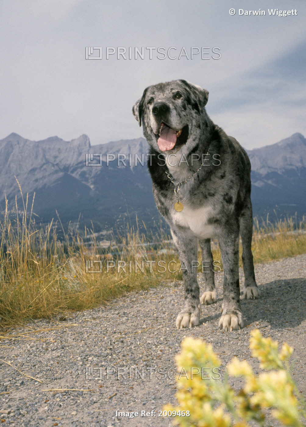 Mixed Breed Dog (Mastiff/Dane) On Hiking Trail In Canmore, Alberta, Canada