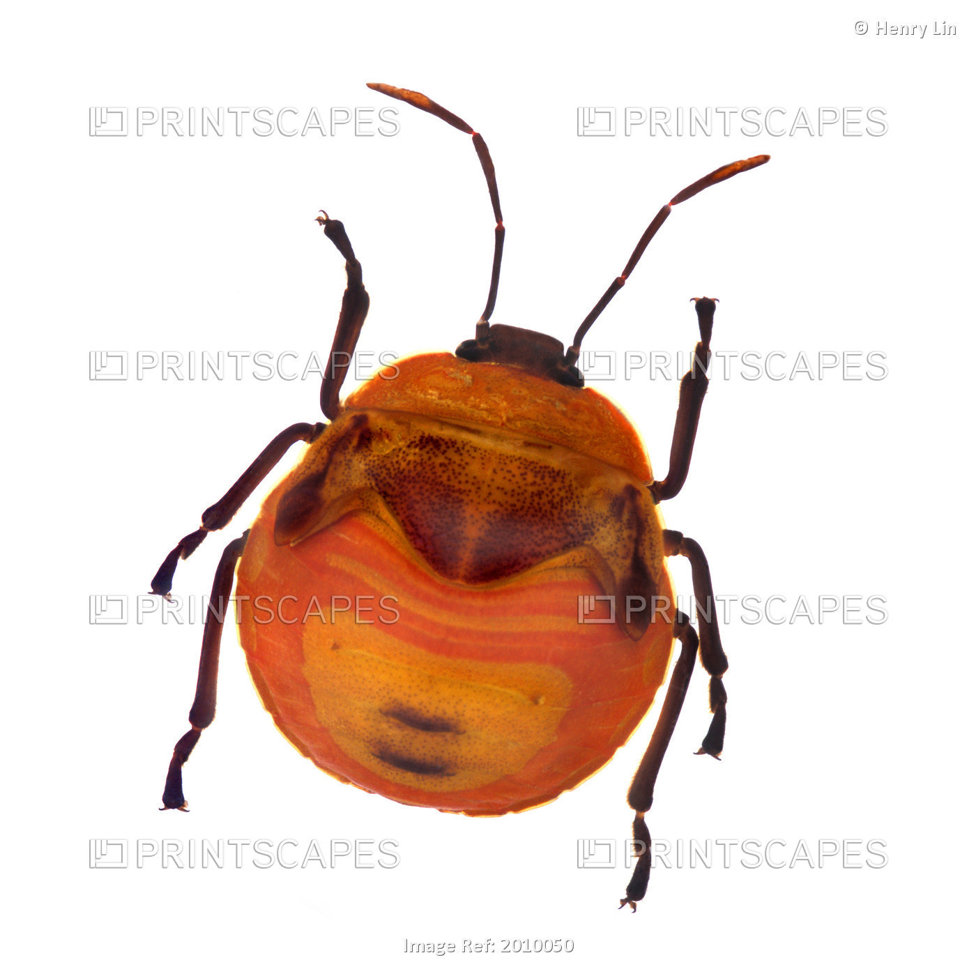 Henry Lin; Orange Stink Beetle