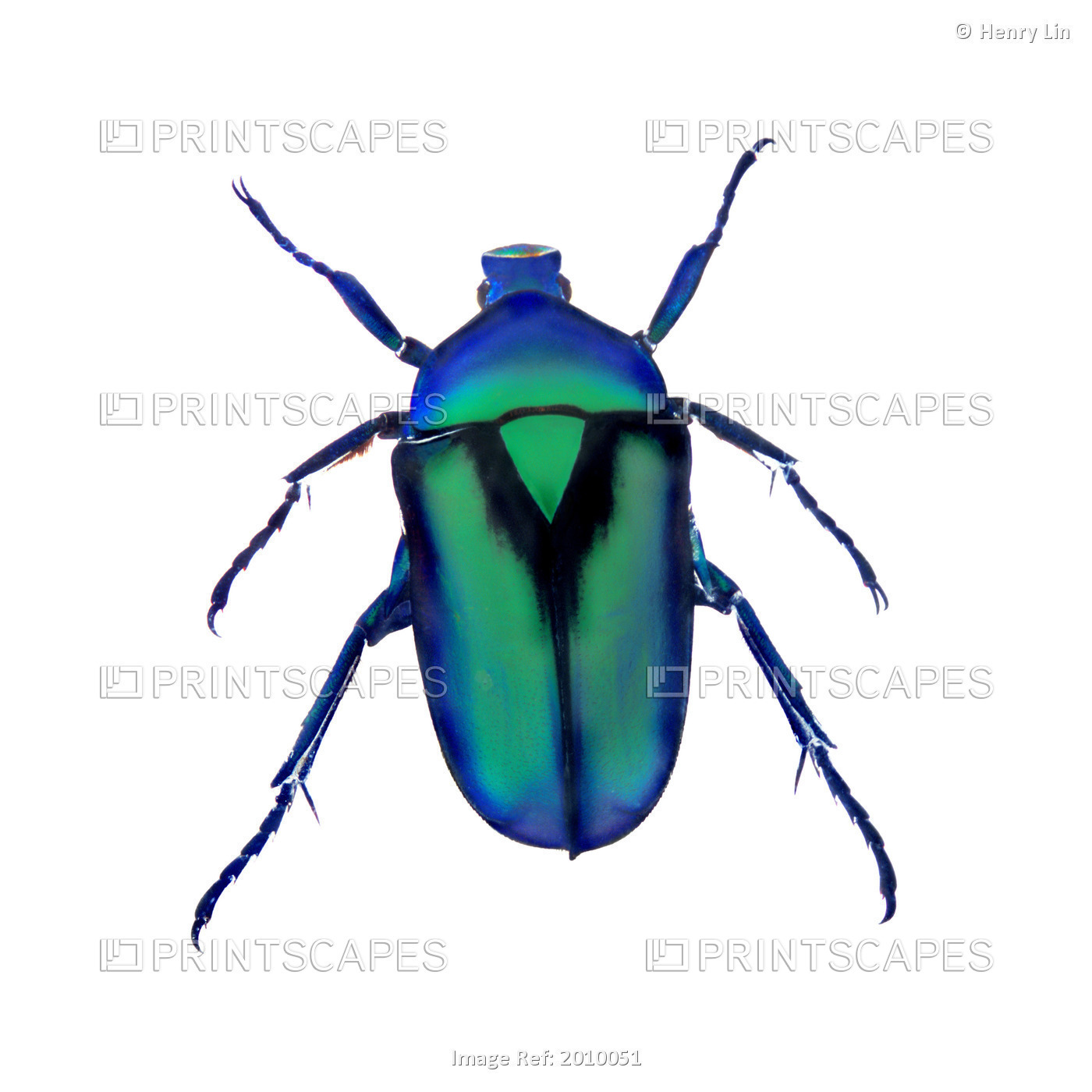 Henry Lin; Blue And Green Beetle