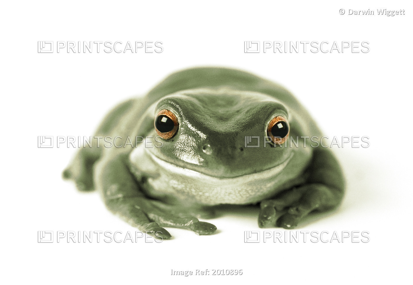 Fv3520, Natural Moments Photography; Green Frog, White Background