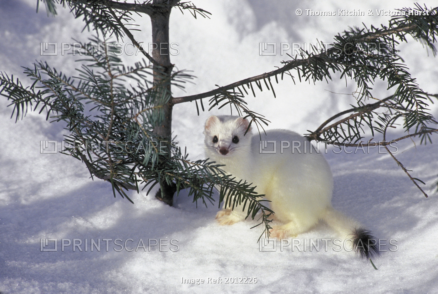 Tk0516, Thomas Kitchin; Ermine Aka \Stoat\ & \Short-Tailed Weasel\. Winter ...