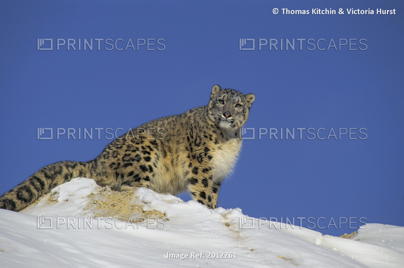 Tk0476, Thomas Kitchin; Leopard In Snow.