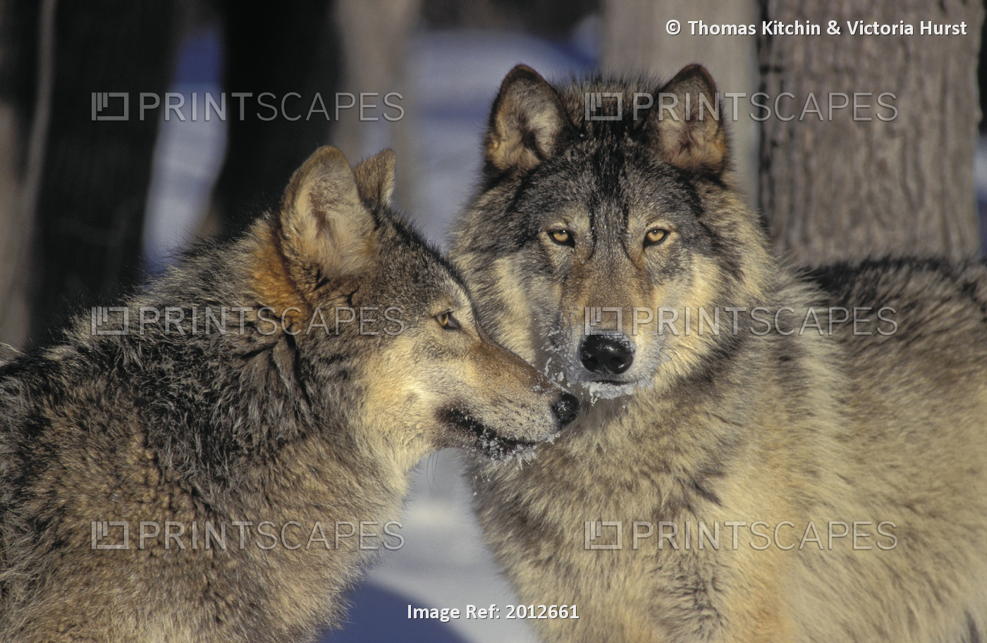 Gray Wolves, Winter. Minnesota, USA. Canis lupus.