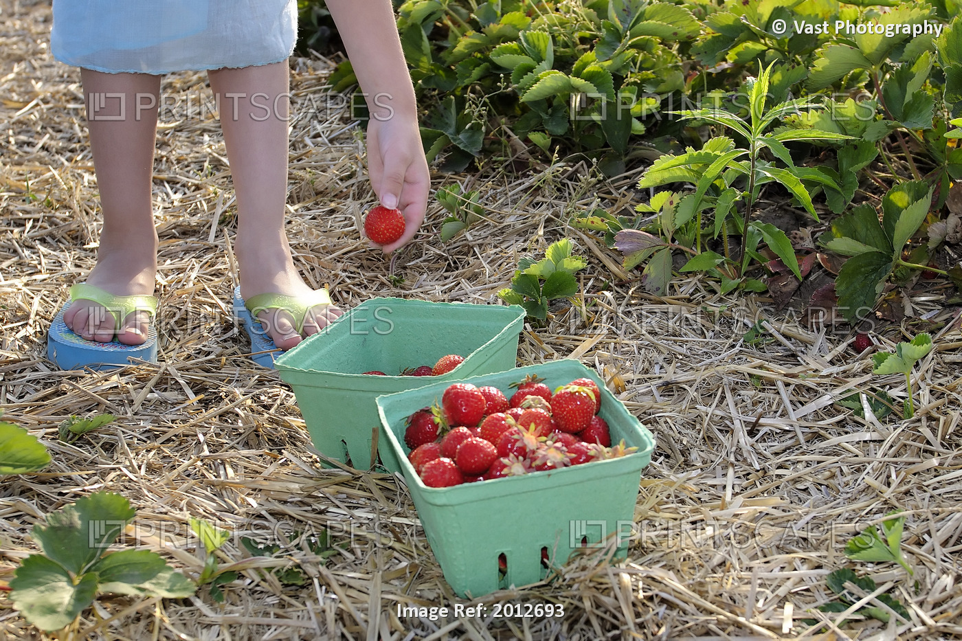 Young Girl Picking Strawberries, Uxbridge, Ontario