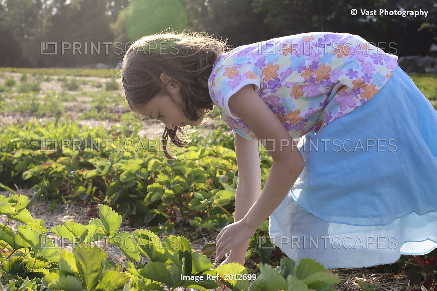 Young Girl Picking Strawberries, Uxbridge, Ontario