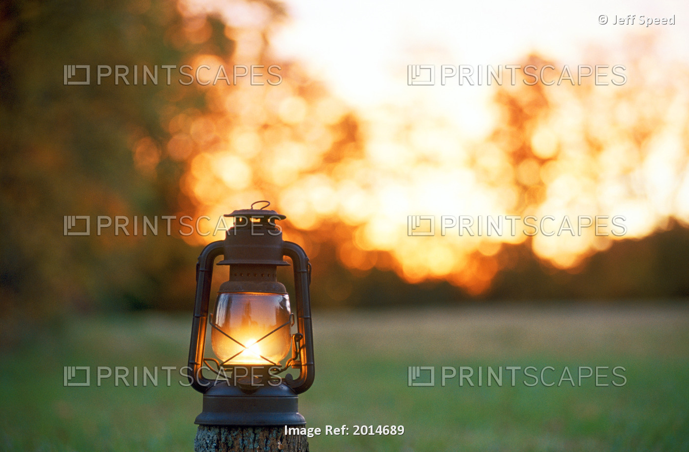 Lantern In Field