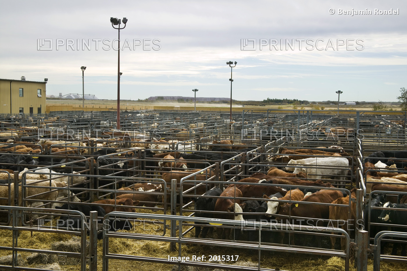 Cattle In Pens At Auction Yard, Saskatoon, Saskatchewan