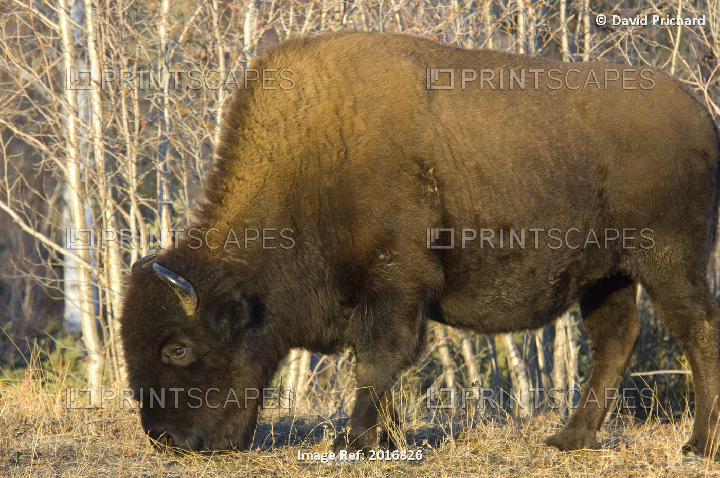 Bison (Bison Bison), Mackenzie Bison Sanctuary, Yellowknife, Northwest ...