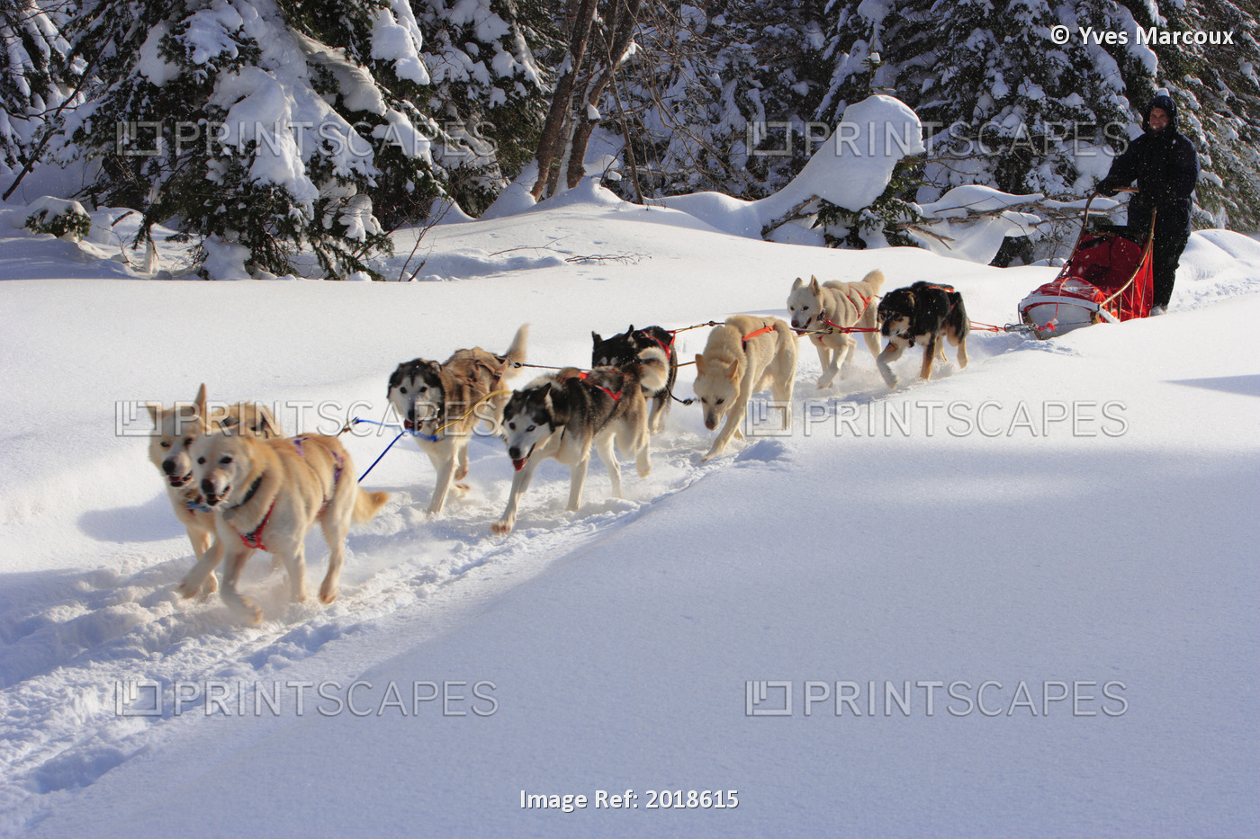 Dogsledding, Gaspesie Region, Marsoui, Quebec