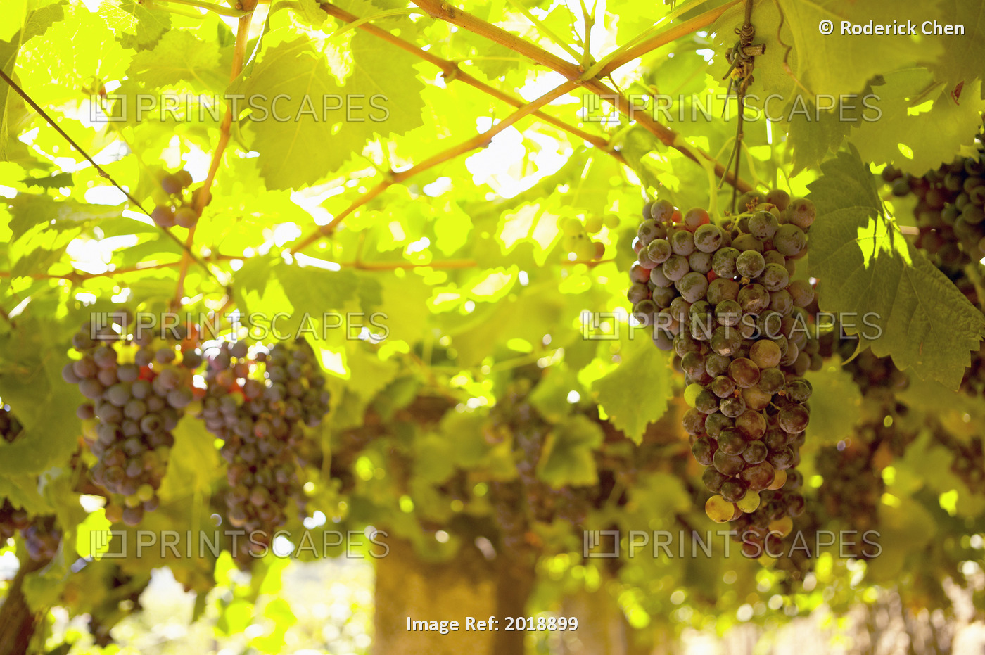 Wine Grapes, Vila Real, Portugal