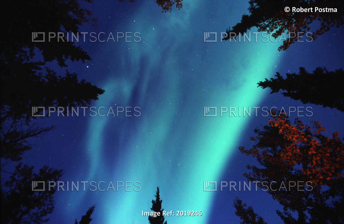 Northern Lights Between Trees, Yukon