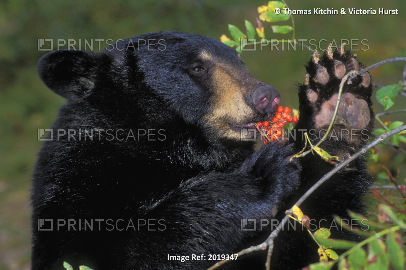 Black Bear (Ursus Americanus) Eating Winter Ash Berries, Rocky Mountains