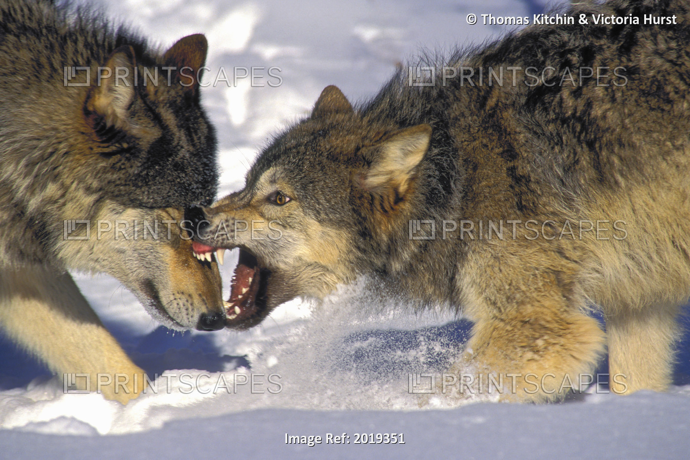 Gray Wolves (Canis Lupus) In Winter