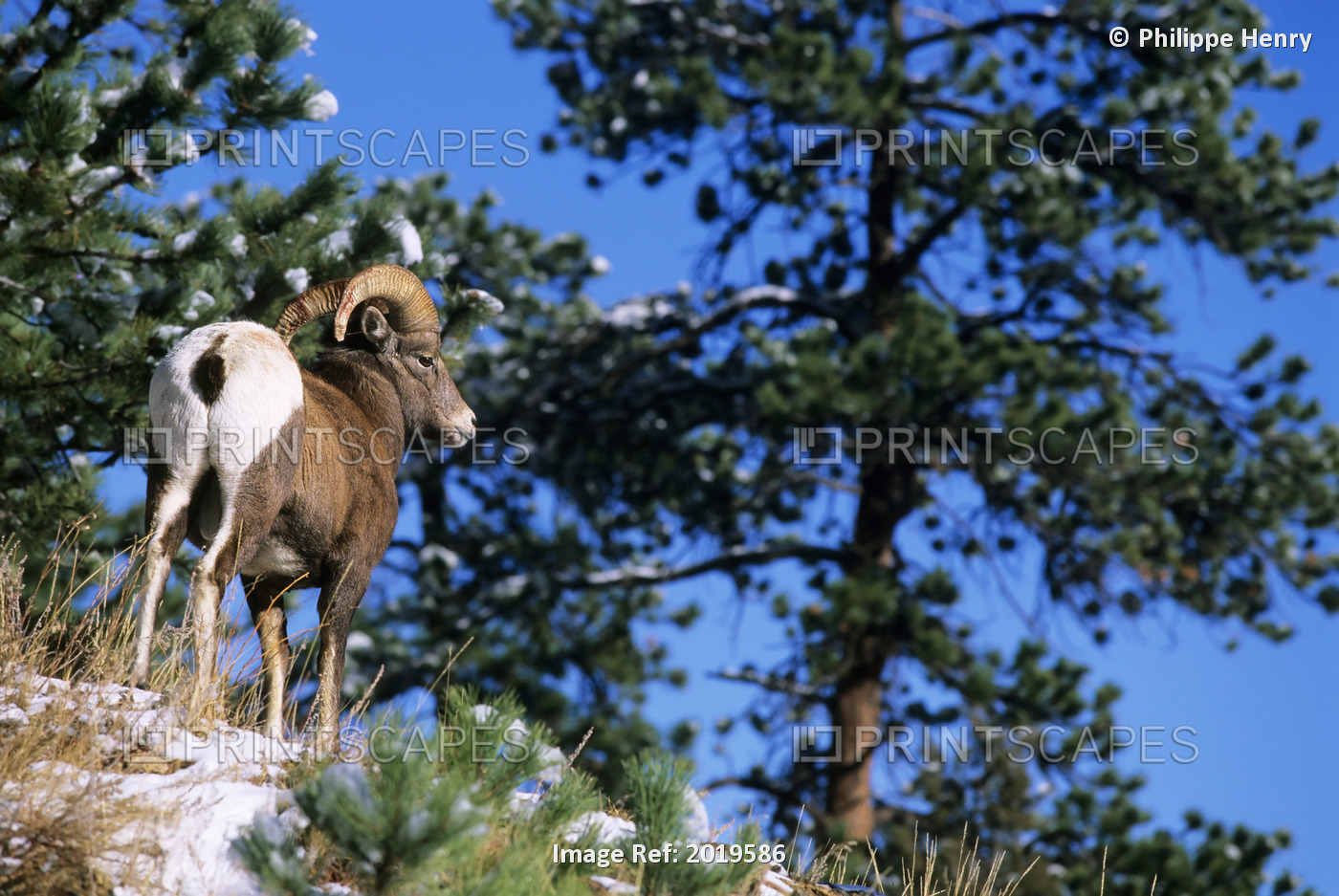 Bighorn Sheep (Ovis Canadensis), Rocky Mountain National Park, Colorado