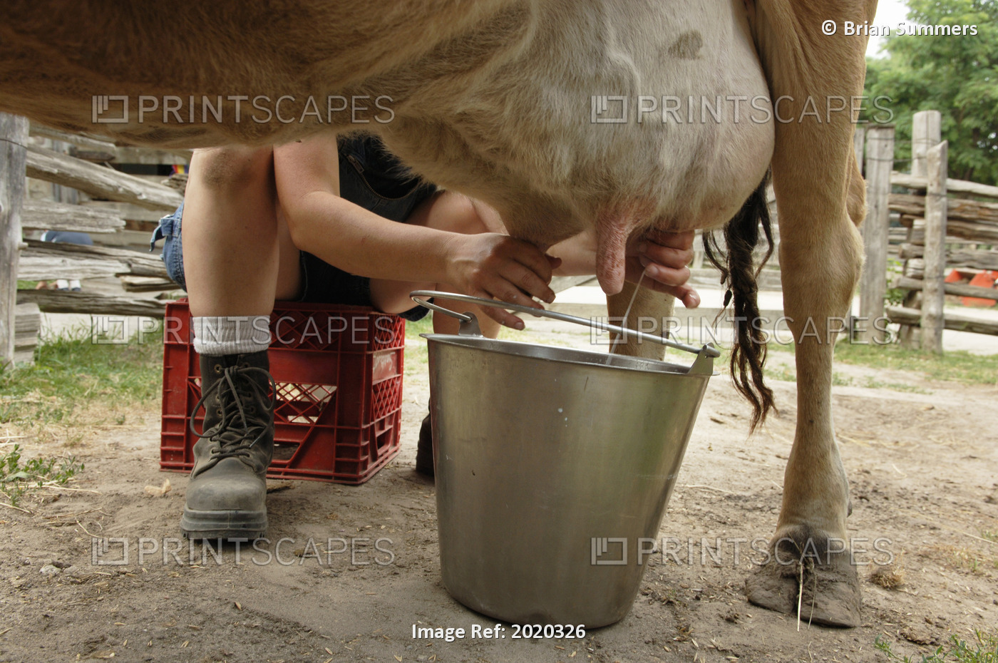 Milking A Cow, Riverdale Farm, Toronto, Ontario