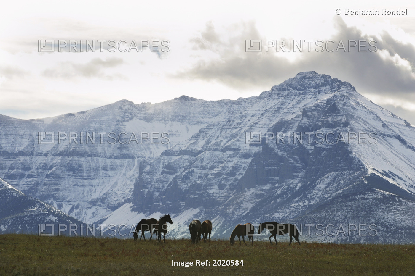 Horses And Mountains, Southern Alberta