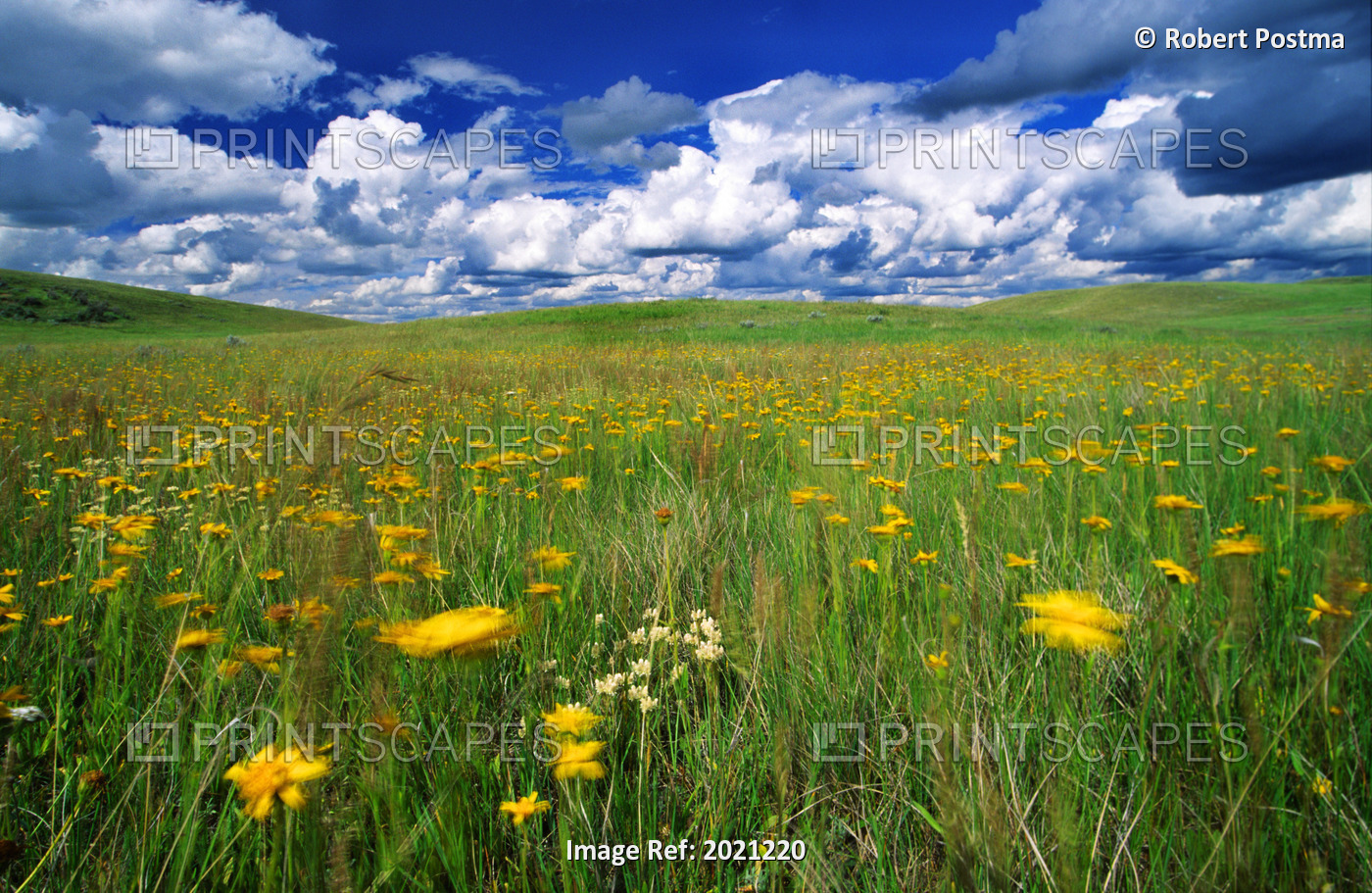 Field Of Flowers, Grasslands National Park, Saskatchewan.