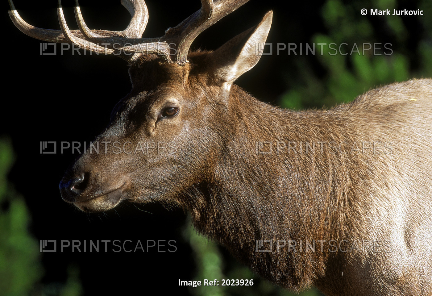 Male Elk (Cervus Elaphus) During Mating (Rut) Season, Jasper National Park, ...