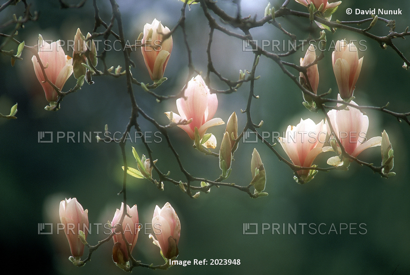 Magnolias, Stanley Park, British Columbia, Canada