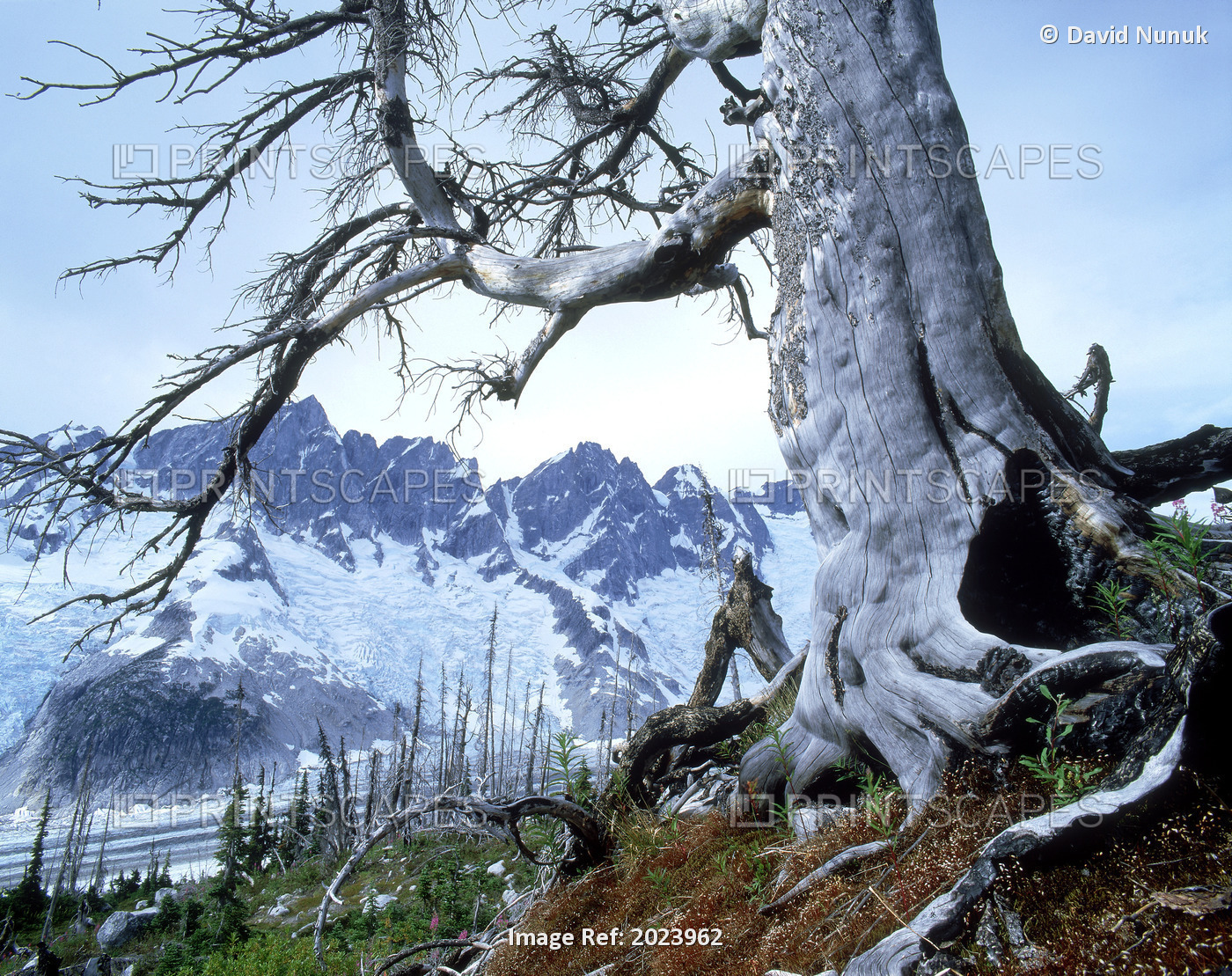 Dead Spruce In Old Forest Fire, Nabob Pass, Mt Waddington, British Columbia, ...