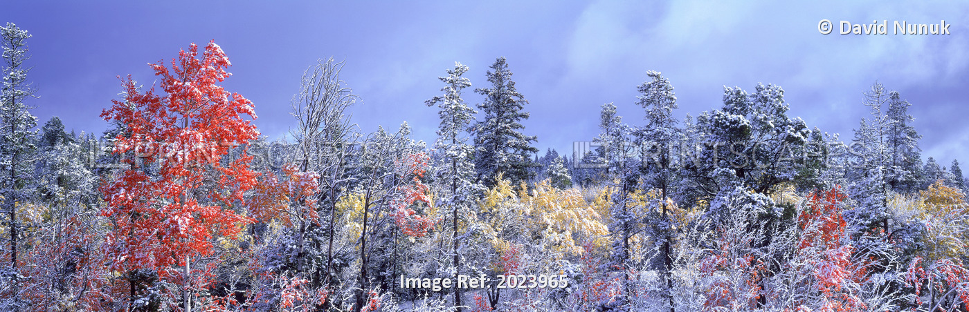 Aspens In Fall With Snow, Near 100 Mile House, British Columbia, Canada