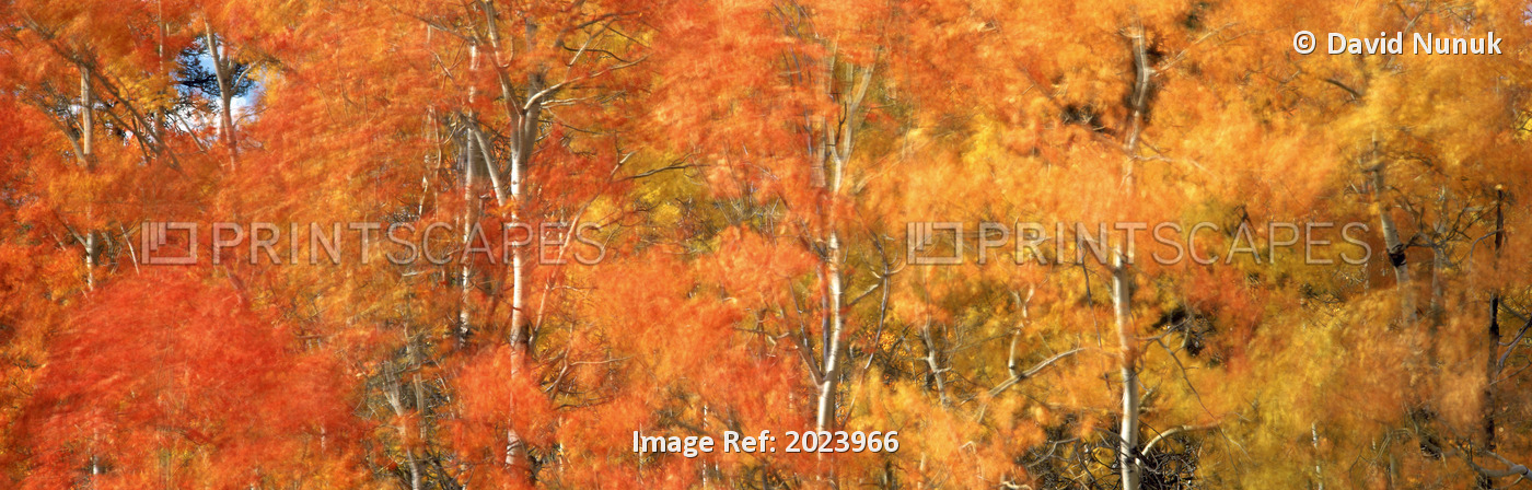 Aspens In Fall With Wind, Near 100 Mile House, British Columbia, Canada