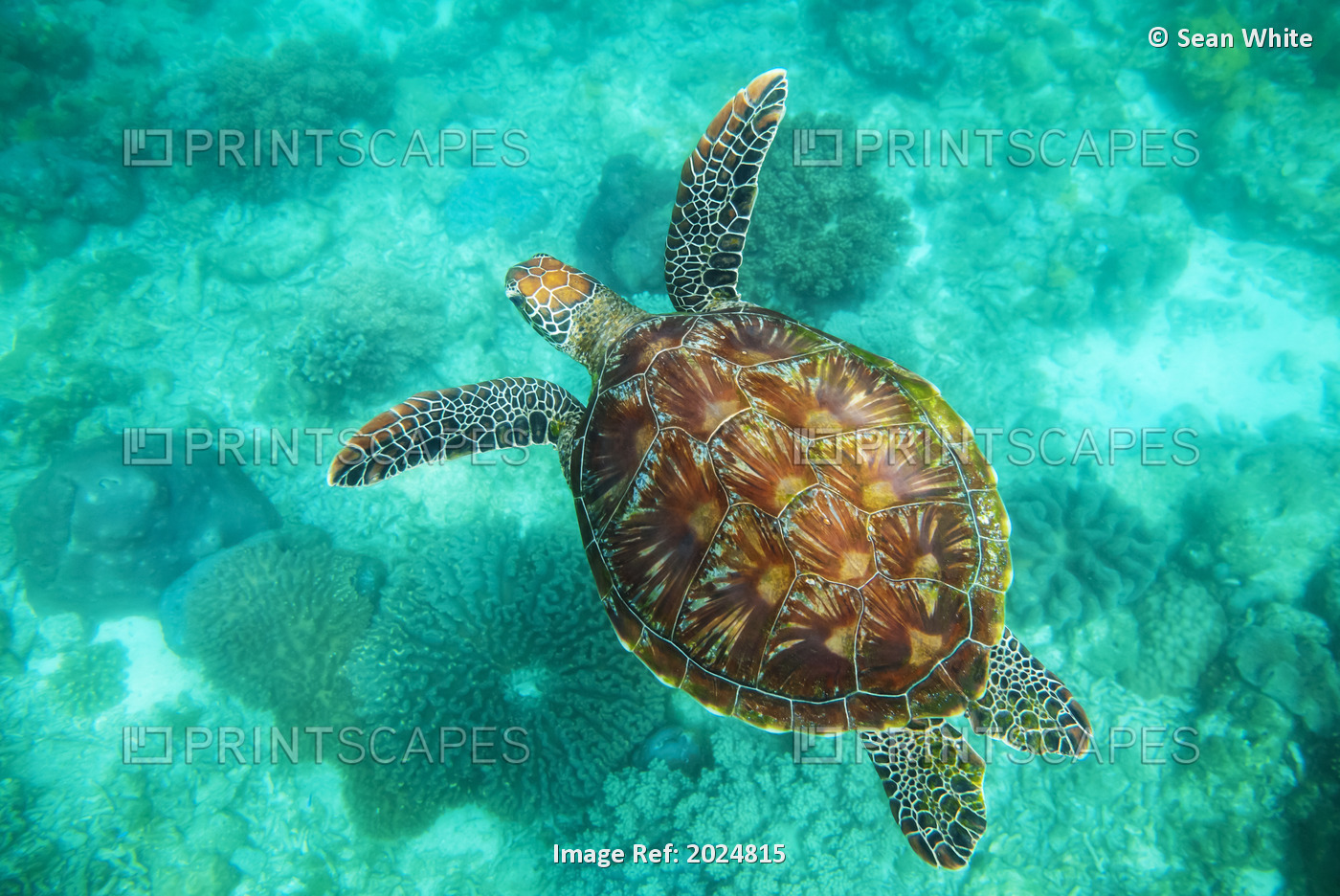 A Sea Turtle Swims Underwater In The Apo Island Marine Reserve And Fish ...