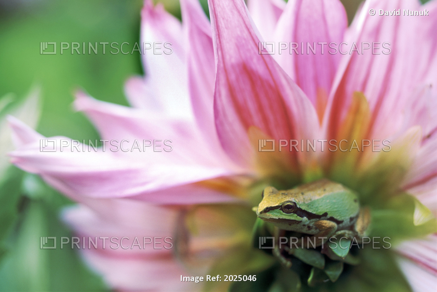 Pacific Tree Frog In A Dahlia Flower, British Columbia