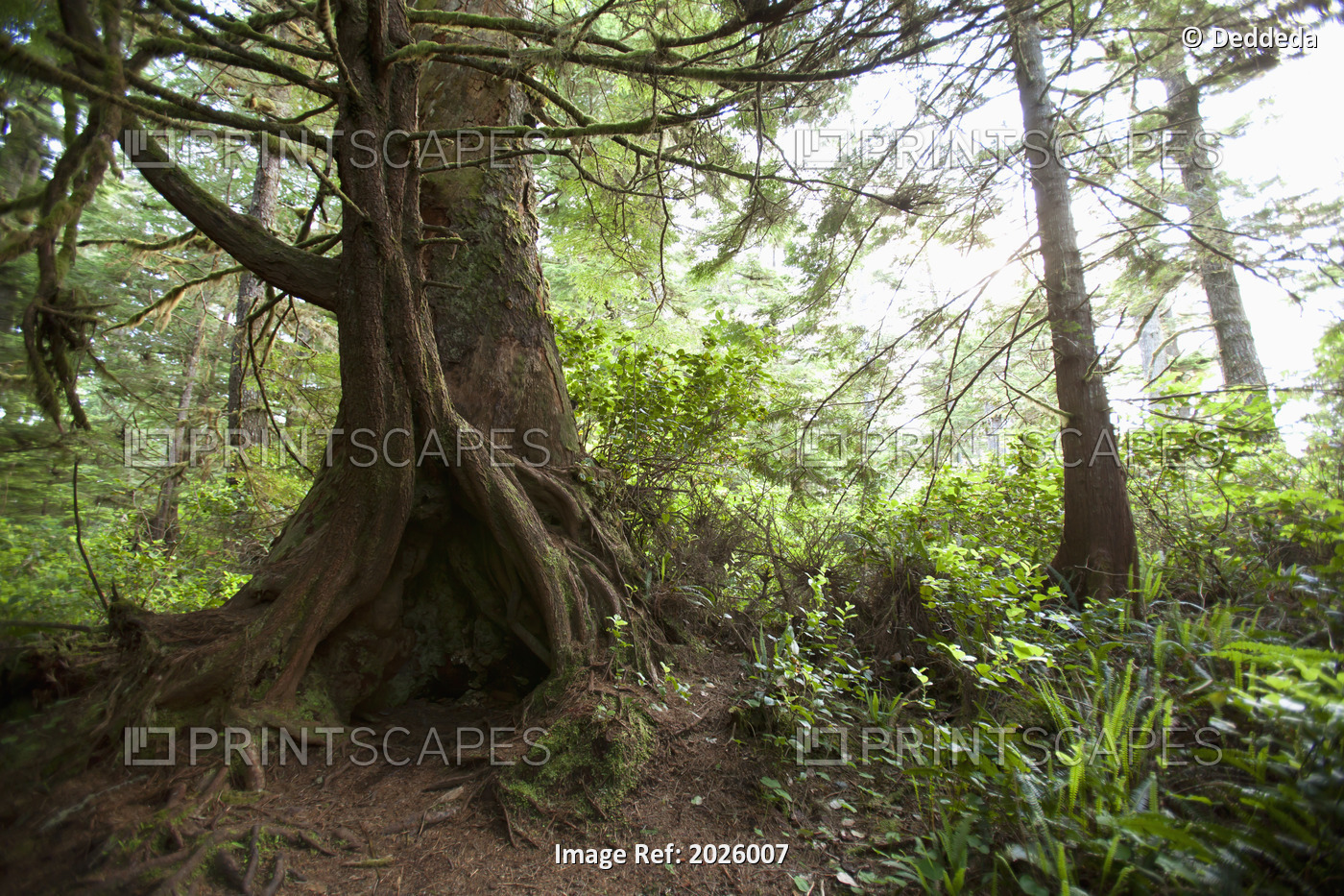 A Hollow Old Growth Giant Redwood Tree Along The Path To South Beach In Pacific ...