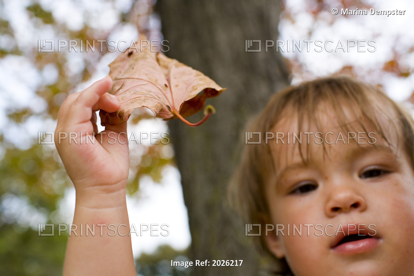 Toddler Holding A Leaf In Autumn, Trinity Bellwoods Park, Toronto, Ontario