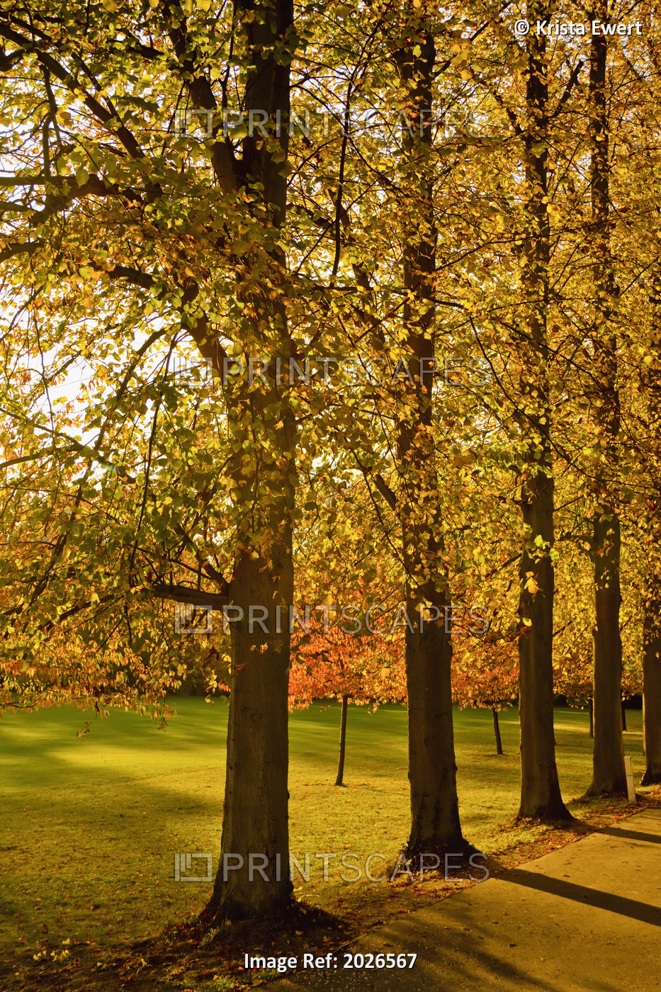 Sunlight Through The Trees In Autumn; Cambridge, England