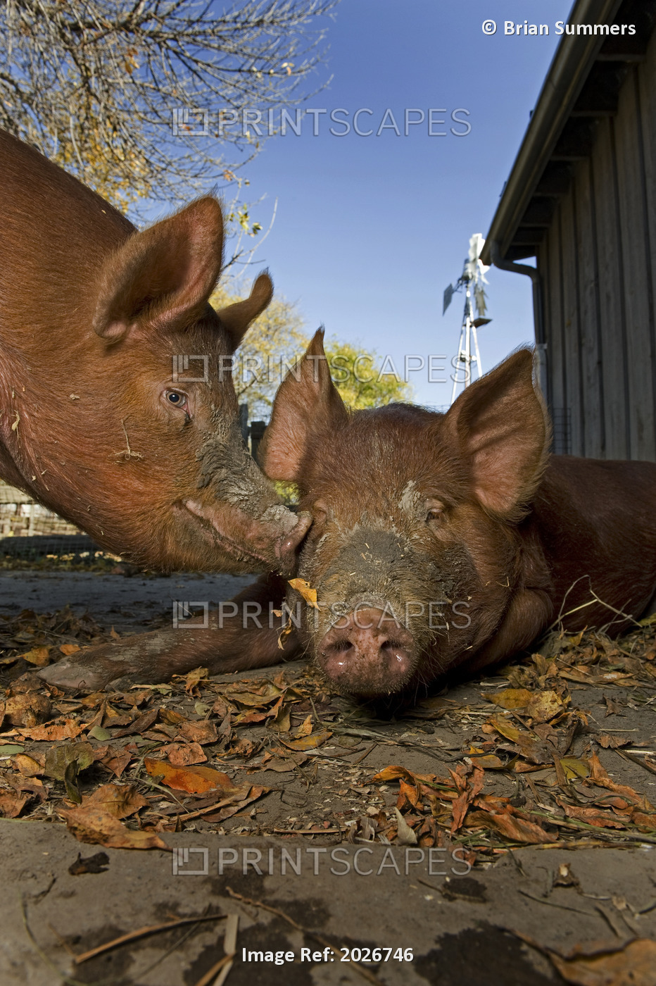 Pigs In The Pen Riverdale Farm, Toronto, Ontario