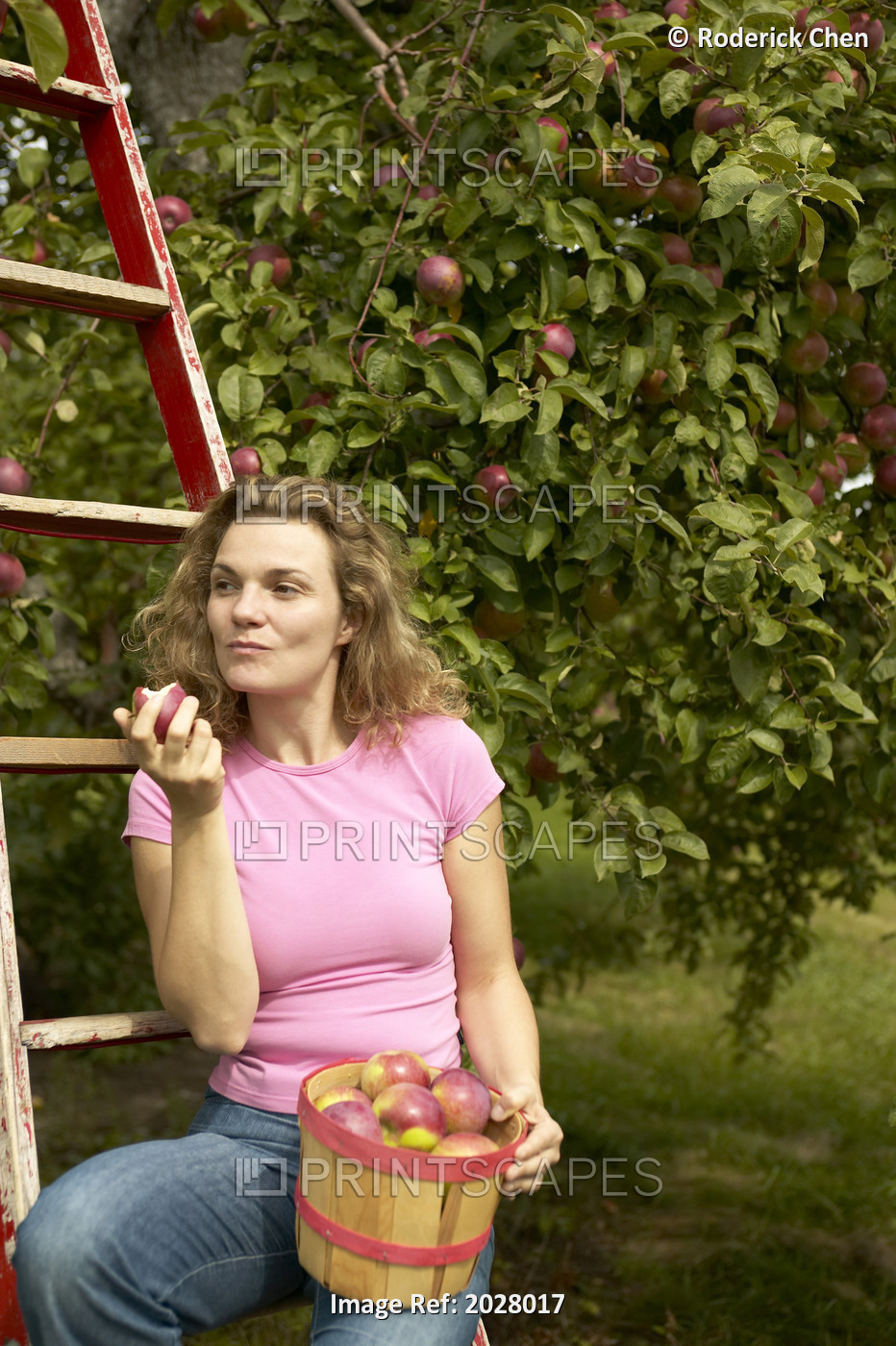 Portrait Of A Woman Apple Picking, Rougemont, Quebec