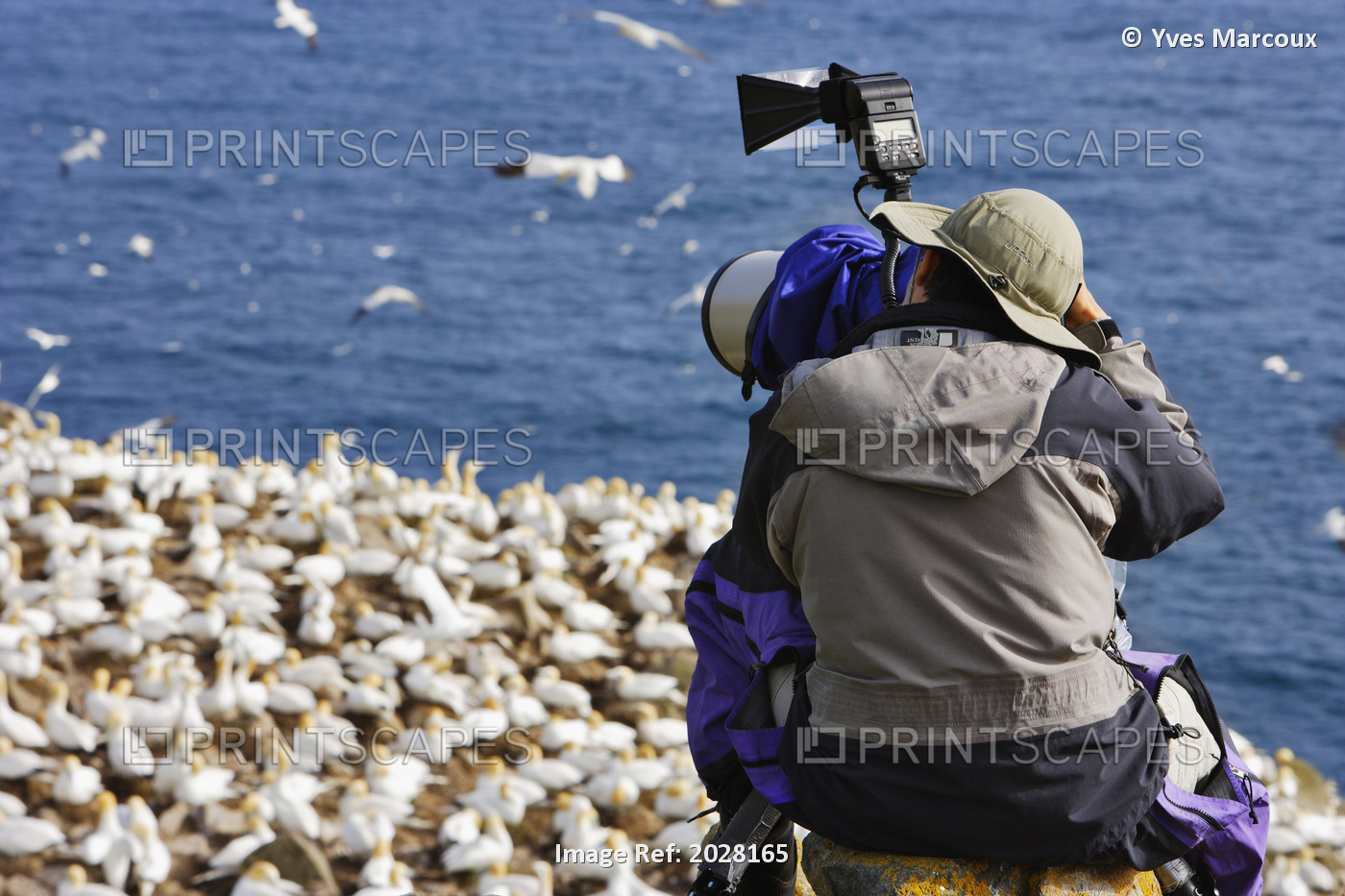 Photographer Taking Pictures Of Gannets (Morus Bassanus) On Rocks, Cape St. ...
