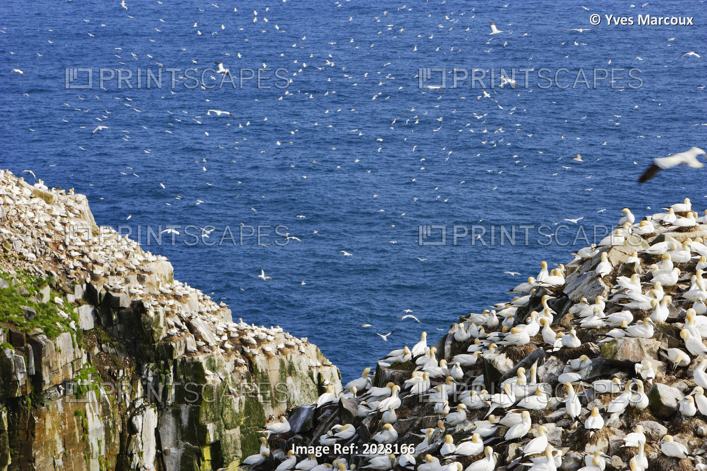 Gannets (Morus Bassanus) On Rocks, Cape St. Mary's Ecological Reserve, Avalon ...