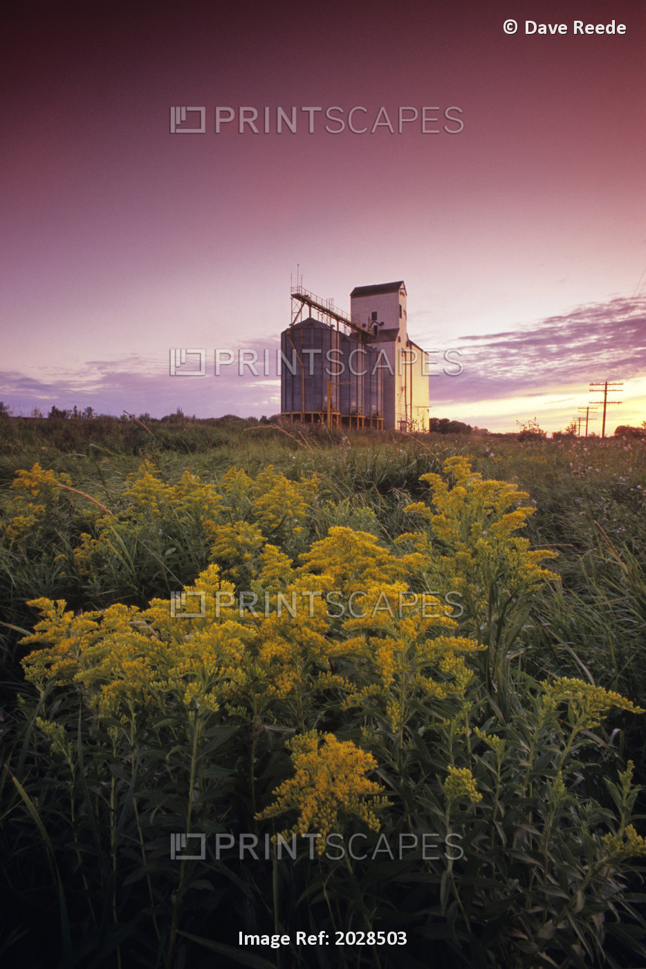 Goldenrod In Field Next To Grain Elevator, Dugald, Manitoba