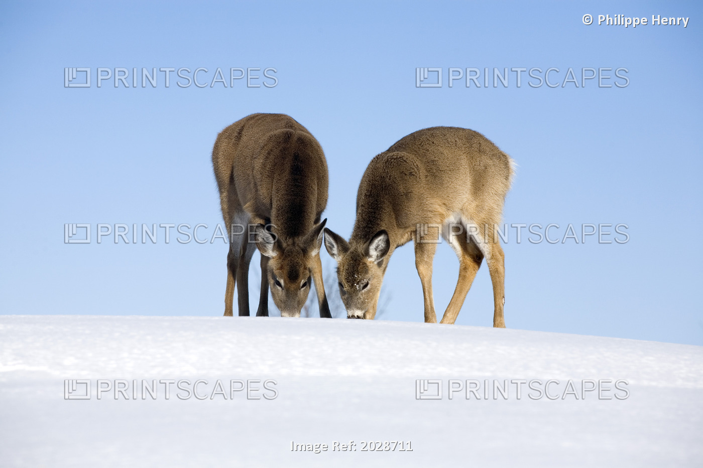 White-Tailed Deer Digging In Snow To Feed On Grass, Boucherville Islands Park, ...