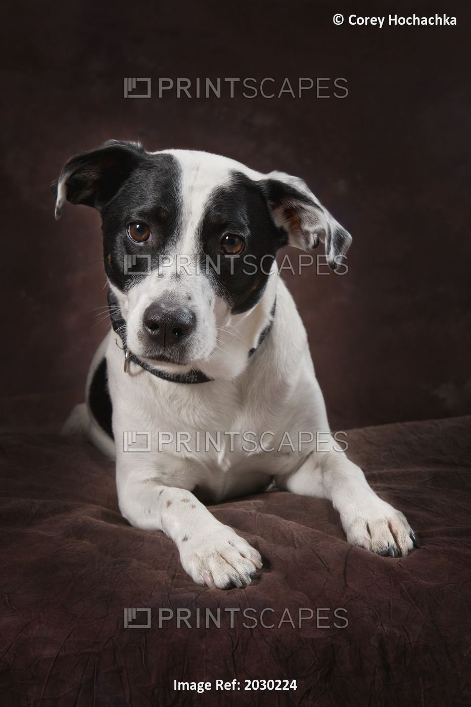 Jack Russell Terrier On A Brown Studio Background