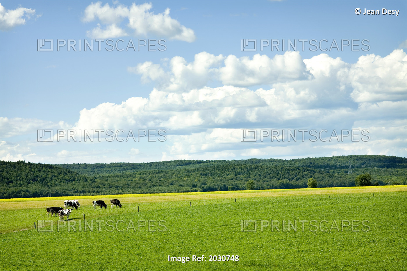 Cows In Field With Blue Sky And Clouds, Quebec