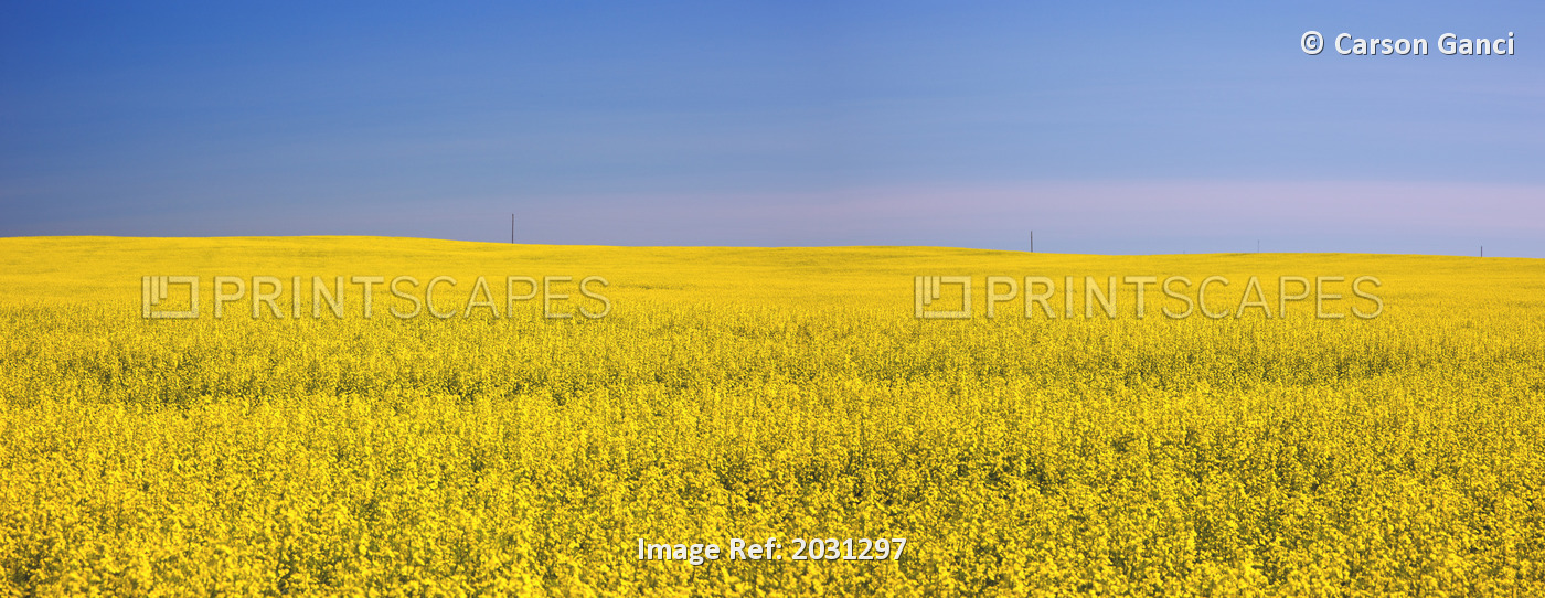 Canola Field In Full Bloom; Saskatchewan, Canada